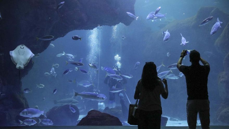 Conocer es conservar la naturaleza: el trabajo de BIOPARC Acuario de Gijón