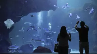 Conocer es conservar la naturaleza: el trabajo de BIOPARC Acuario de Gijón
