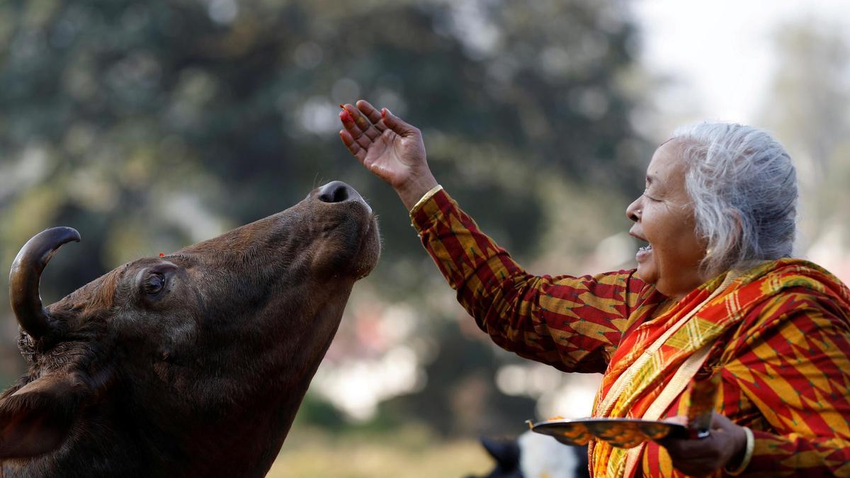 A woman offers prayers to a cow during Gai Tihar as part of Tihar celebrations in Kathmandu