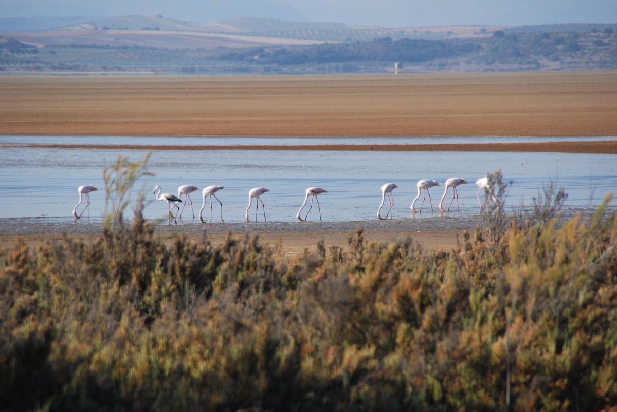 Flamencos en la Reserva Natural Laguna de Fuente de Piedra.