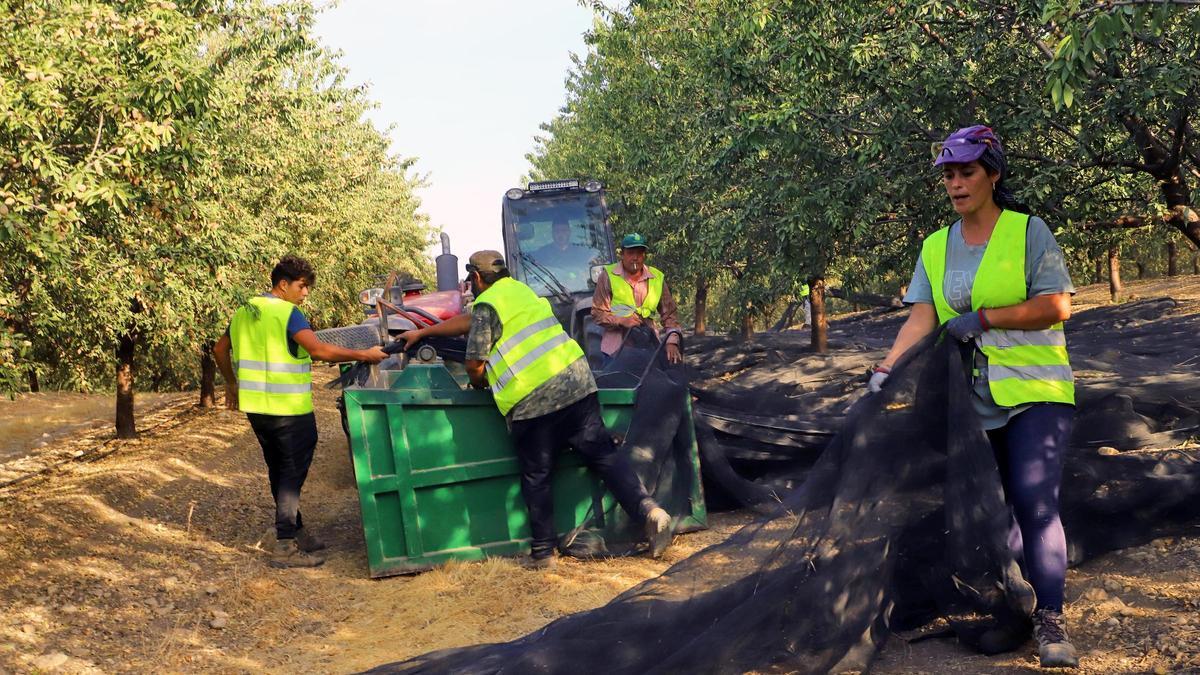 Labores de recogida de almendra en una finca de Santaella.