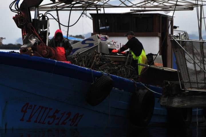 Los bateeiros de Arousa encordan mejilla