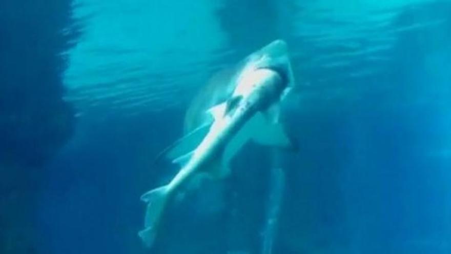 Un tiburón engulle a otro tiburón en un acuario de Seúl