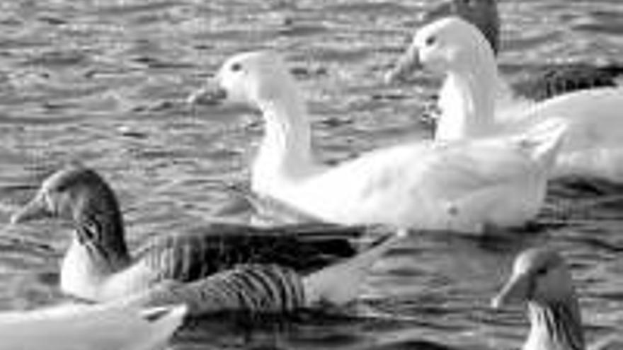 LOS PATOS DEL RIO GUADIANA VUELVEN A PANCALIENTE