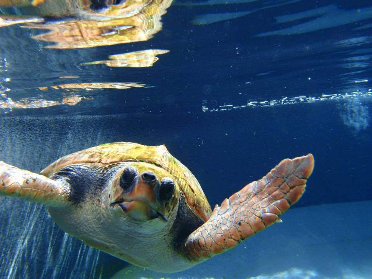 La aerolínea canaria ayuda a Avanfuer en la conservación de las tortugas.