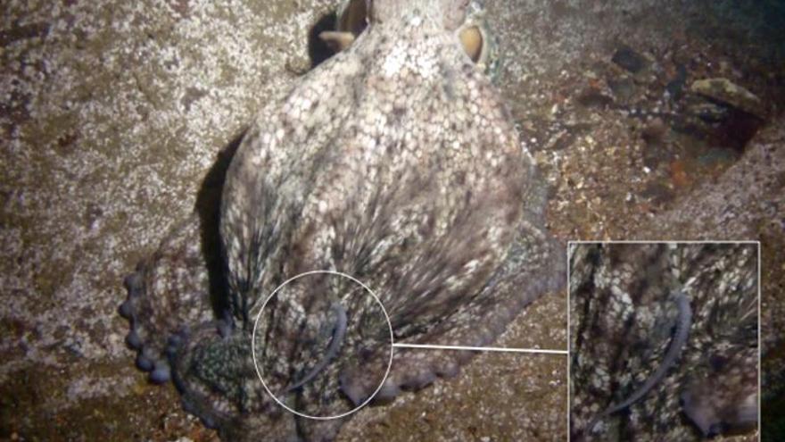 Canibalismo. El IIm ha conseguido la primera prueba visual de este comportamiento en el medio natural. En el círculo se aprecia el tentáculo del pulpo alevínque un ejemplar adulto mantiene apresado bajo su cuerpo.
