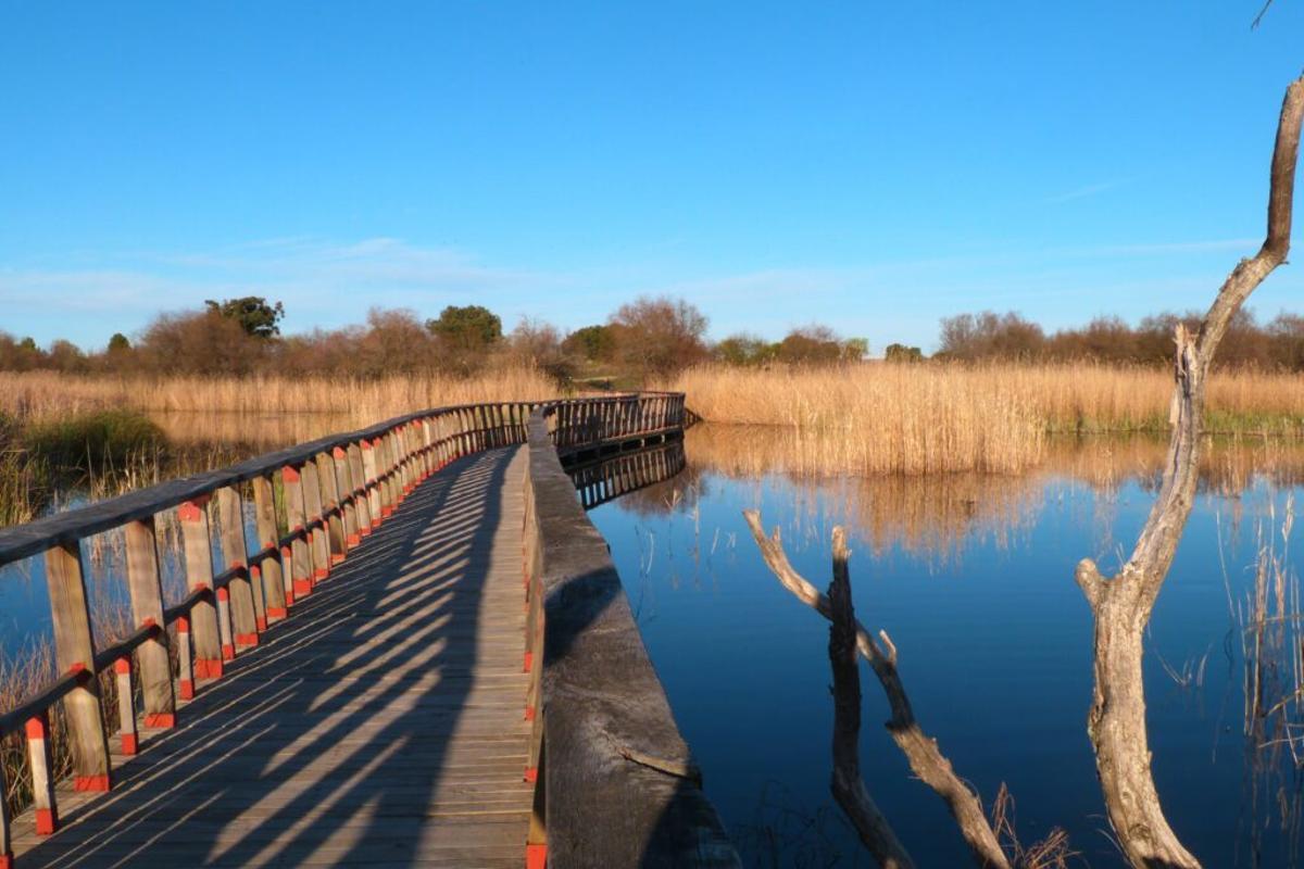 La expansión del jabalí, nueva amenaza para las Tablas de Daimiel