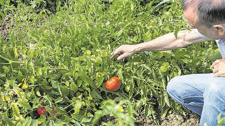 Missió: Recuperar les tomaques autòctones