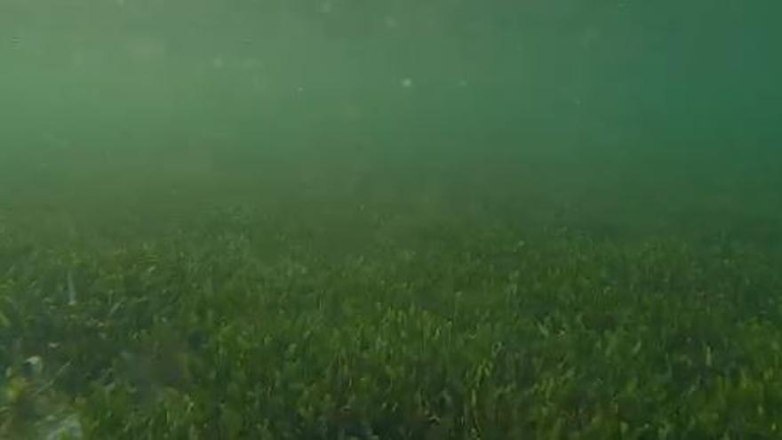 Estado del fondo marino en Santiago de la Ribera este jueves