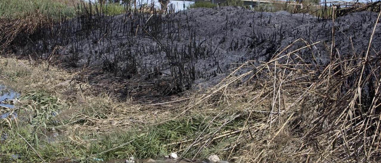 Margen del barranco de Barxeta afectado por el incendio del 25 de septiembre en Carcaixent.