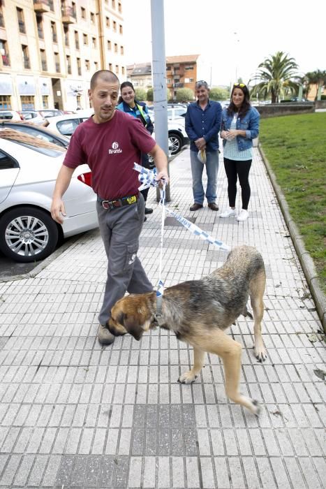 Perro rescatado en Puerta de la Villa
