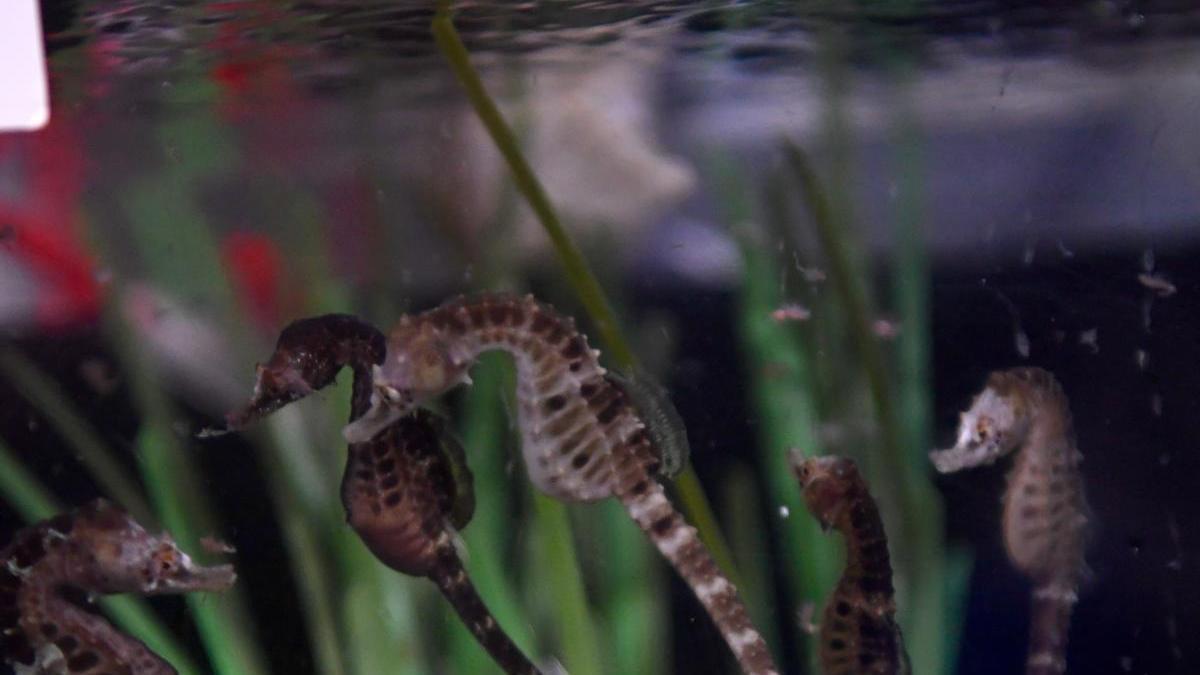 Un grupo de caballitos de mar en el Aquarium Finisterrae.