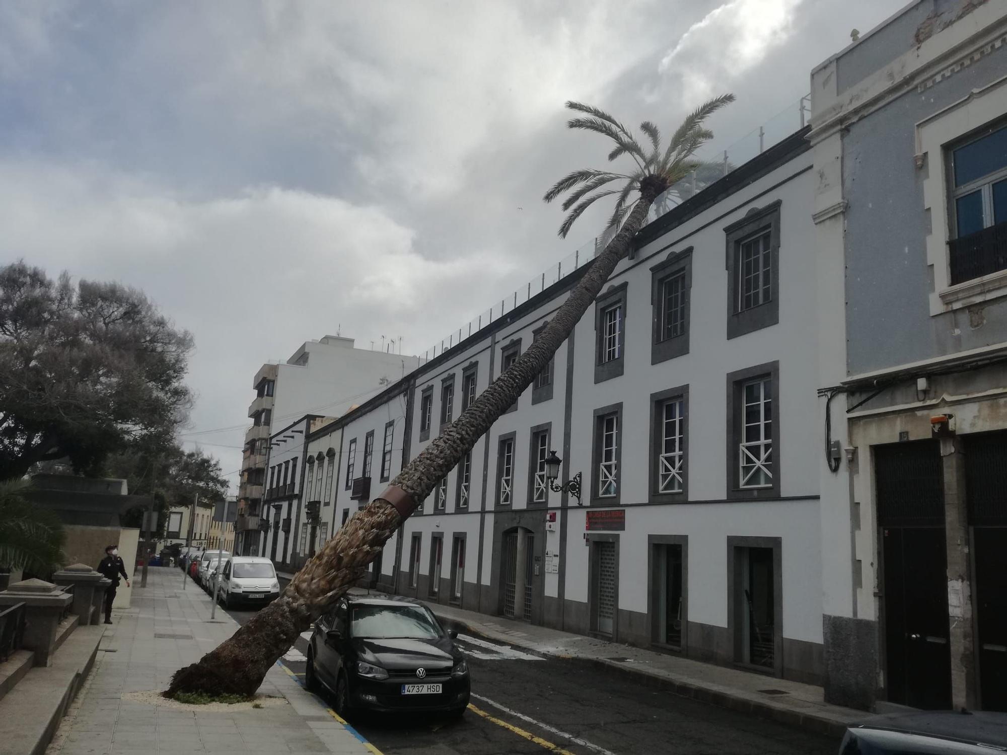 Una palmera se estrella contra un edificio en la Alameda de Colón