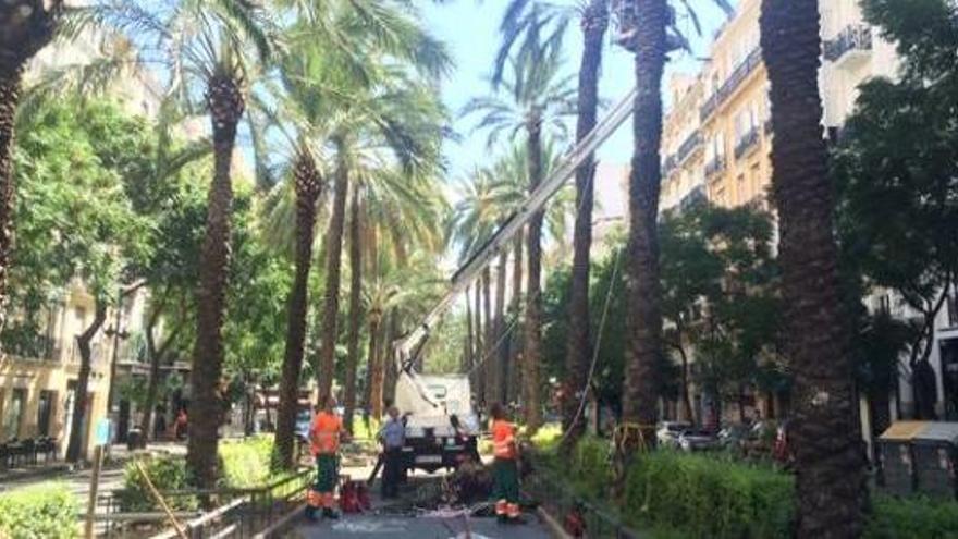 El consistorio abate dos palmeras muertas en Reino de Valencia