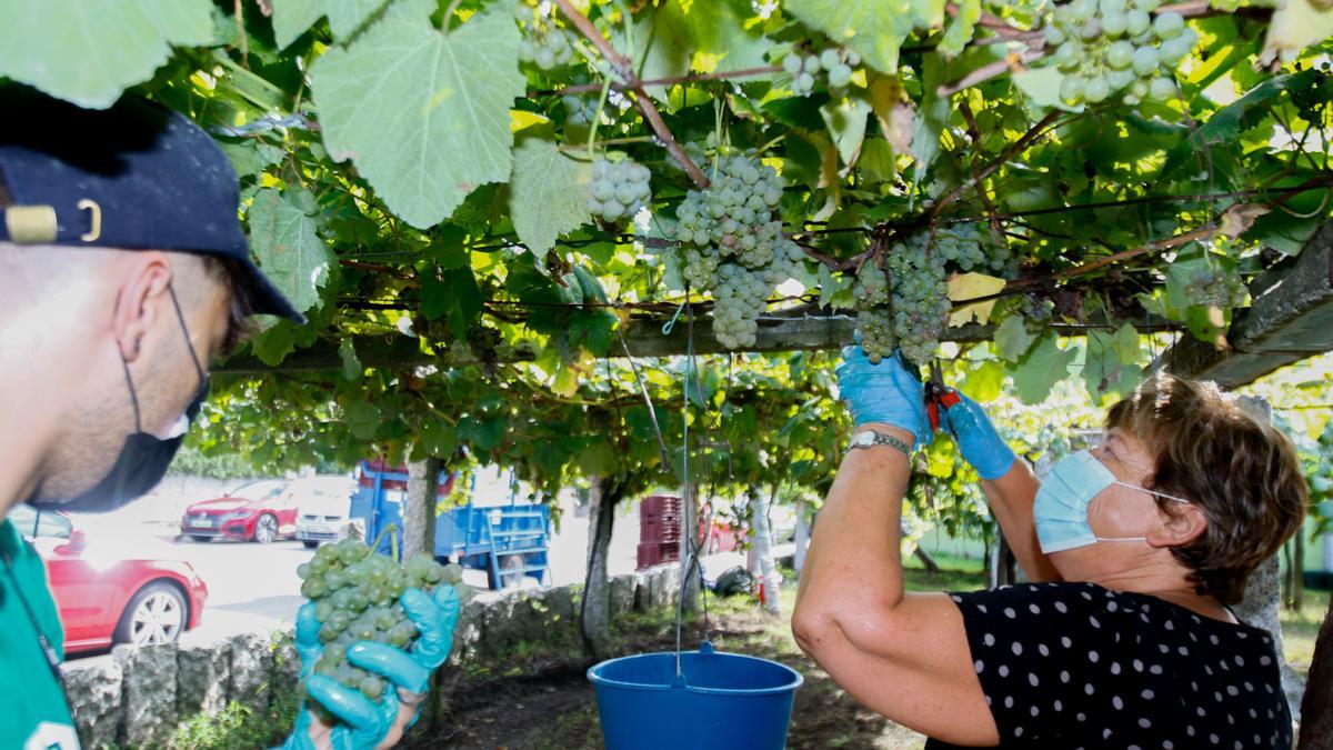 Vendimia para la bodega Martín Códax.