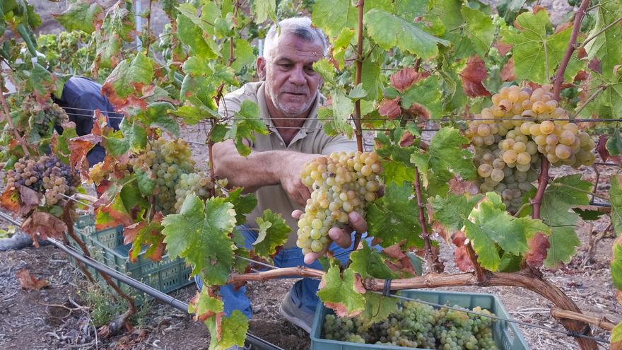 Mucho paladar para una uva menguante