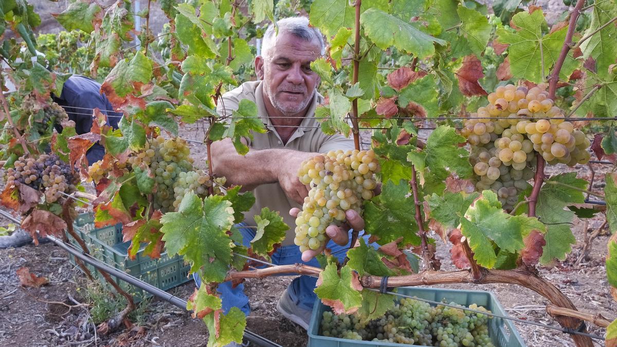 AGRICULTURA EN CANARIAS Mucho paladar para una uva menguante