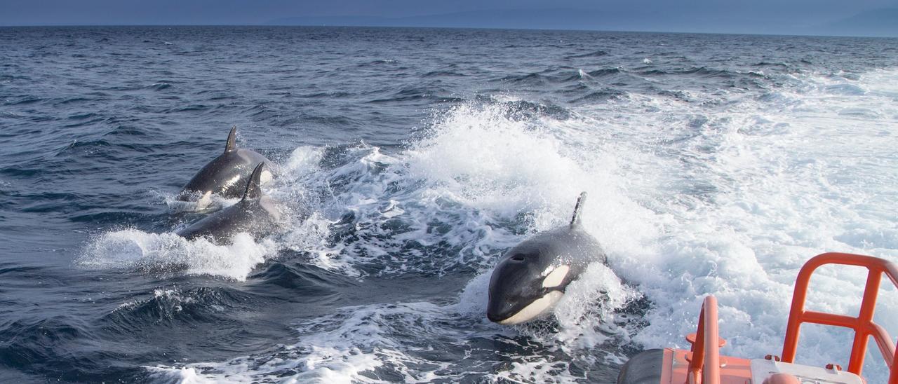 Varias orcas junto a un barco.