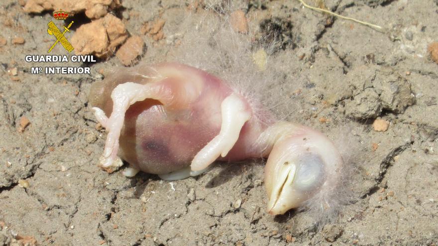Investigado por destruir nidos de golondrina y matar polluelos en Betxí