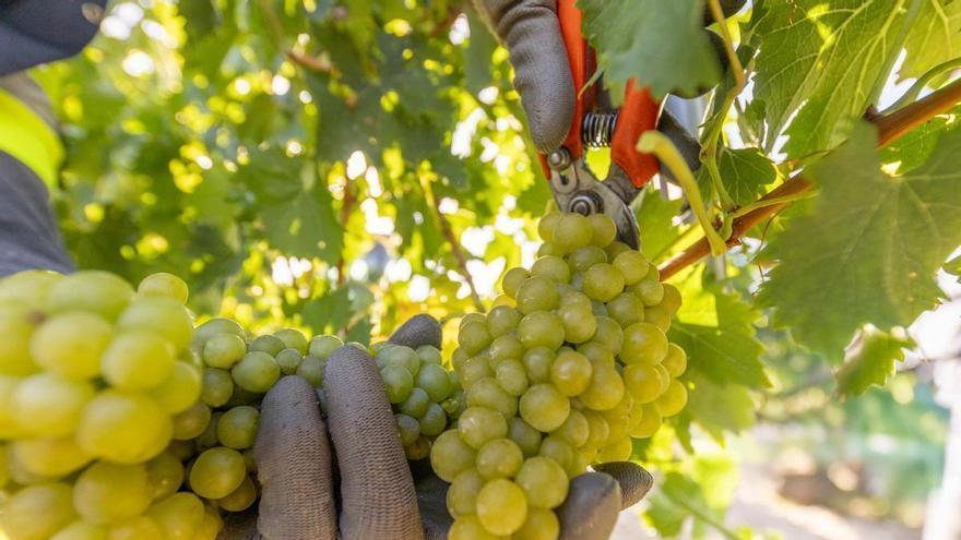 Se inicia la vendimia en la DOP Jumilla