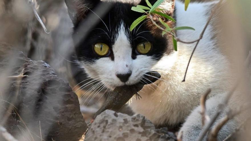 Un gato callejero captura un reptil endémico de Canarias, un lagarto tizón (Gallotia galloti), cerca de una colonia de gatos, en Tenerife.