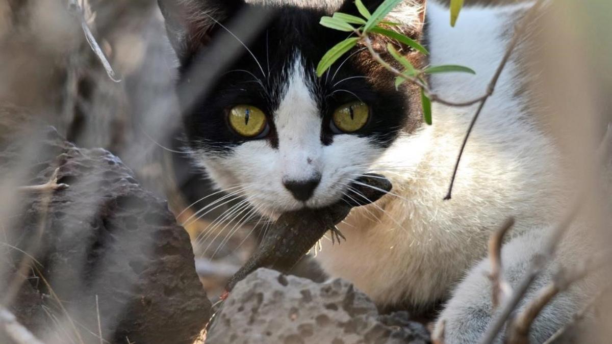 Un gato callejero captura un reptil endémico de Canarias, un lagarto tizón (Gallotia galloti), cerca de una colonia de gatos, en Tenerife.