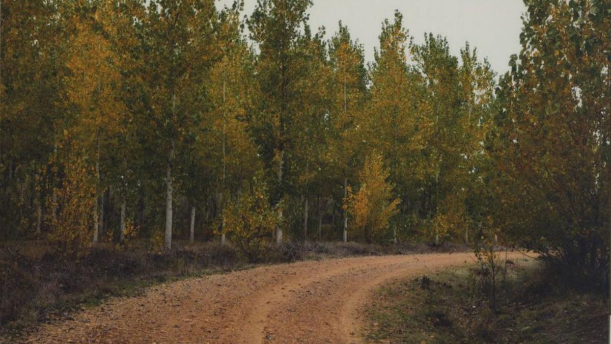 Monte plantado de chopos en la provincia de Zamora. | J. S.