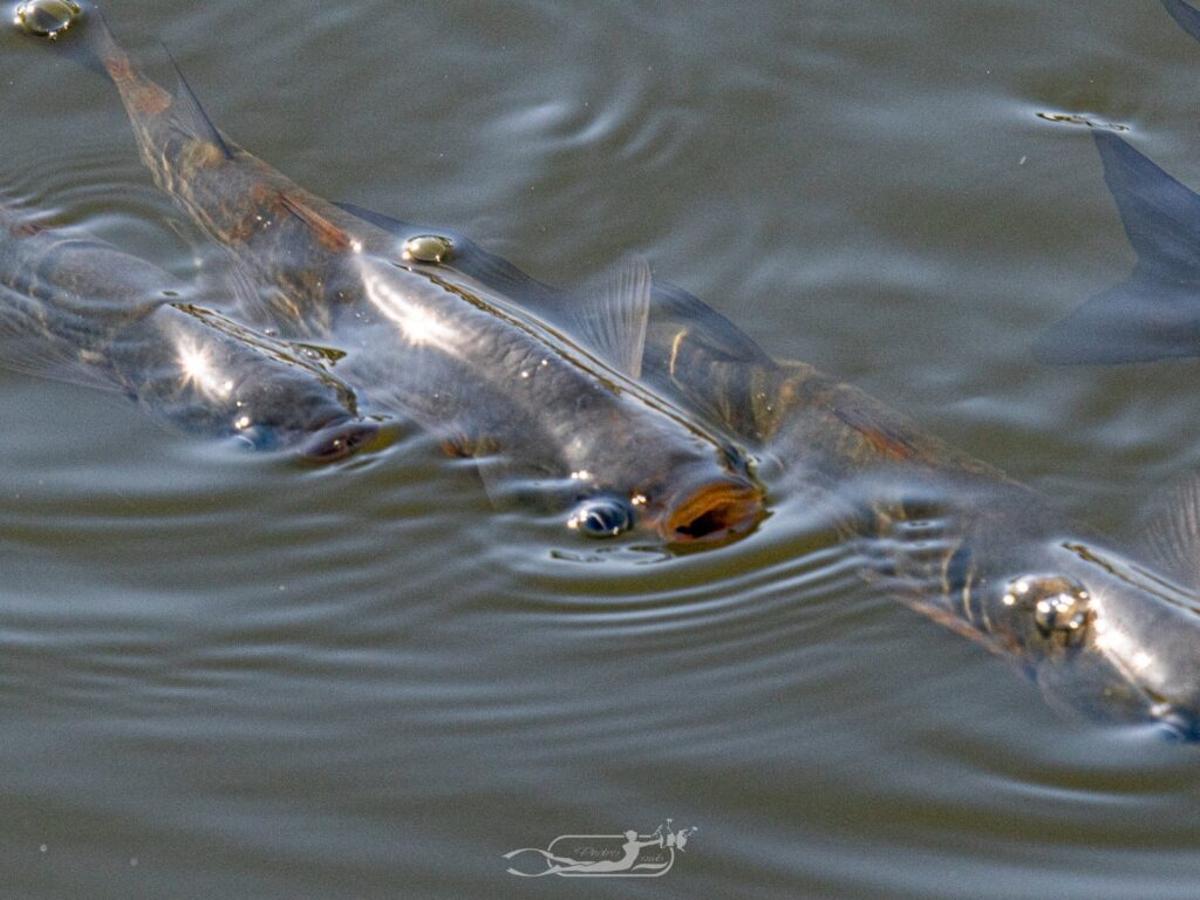 FOTOS | La mortandad de peces y fauna en el Riuet de s'Illot, en imágenes FOTOS | La mortandad de peces y fauna en el Riuet de s'Illot, en imágenes
