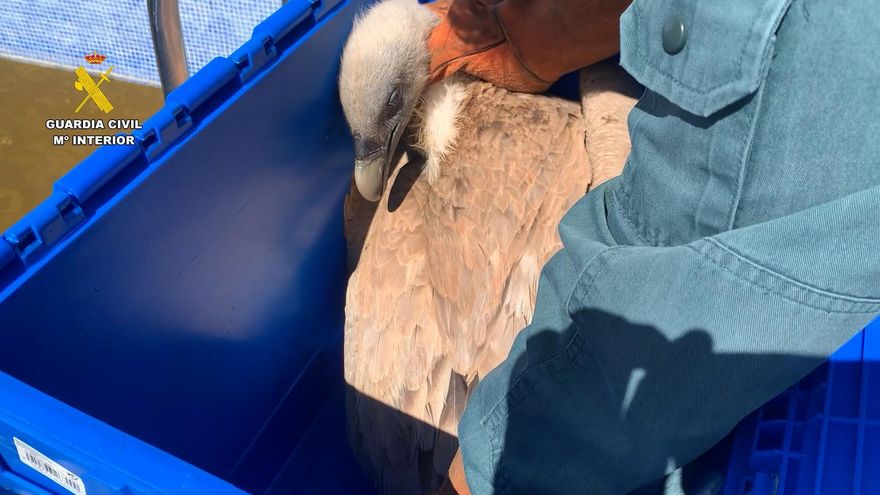 Encuentran a un buitre leonado atrapado en una piscina de Ibi