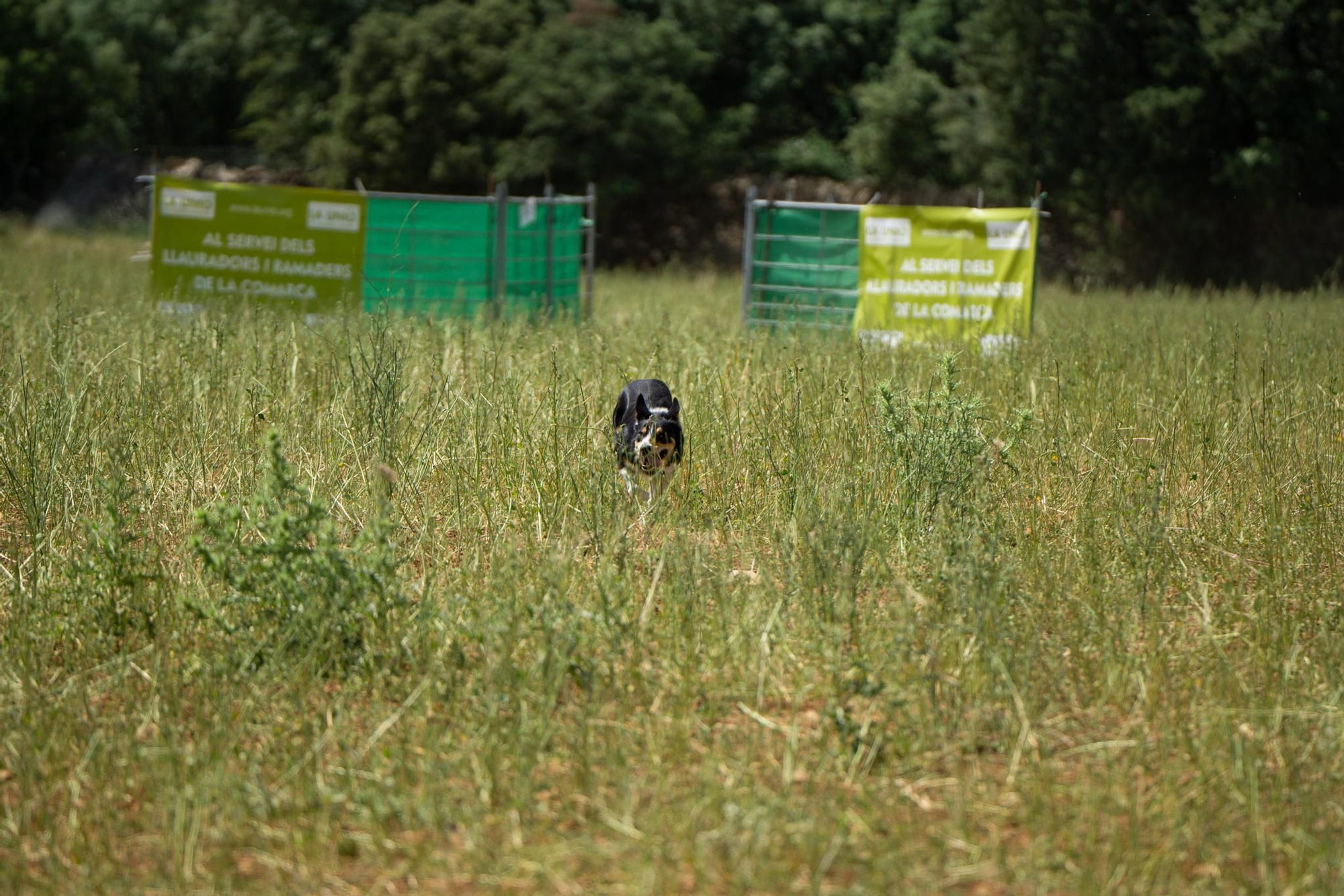 FOTOGALERÍA: Las imágenes del concurso de perros pastores de Ares del Maestrat