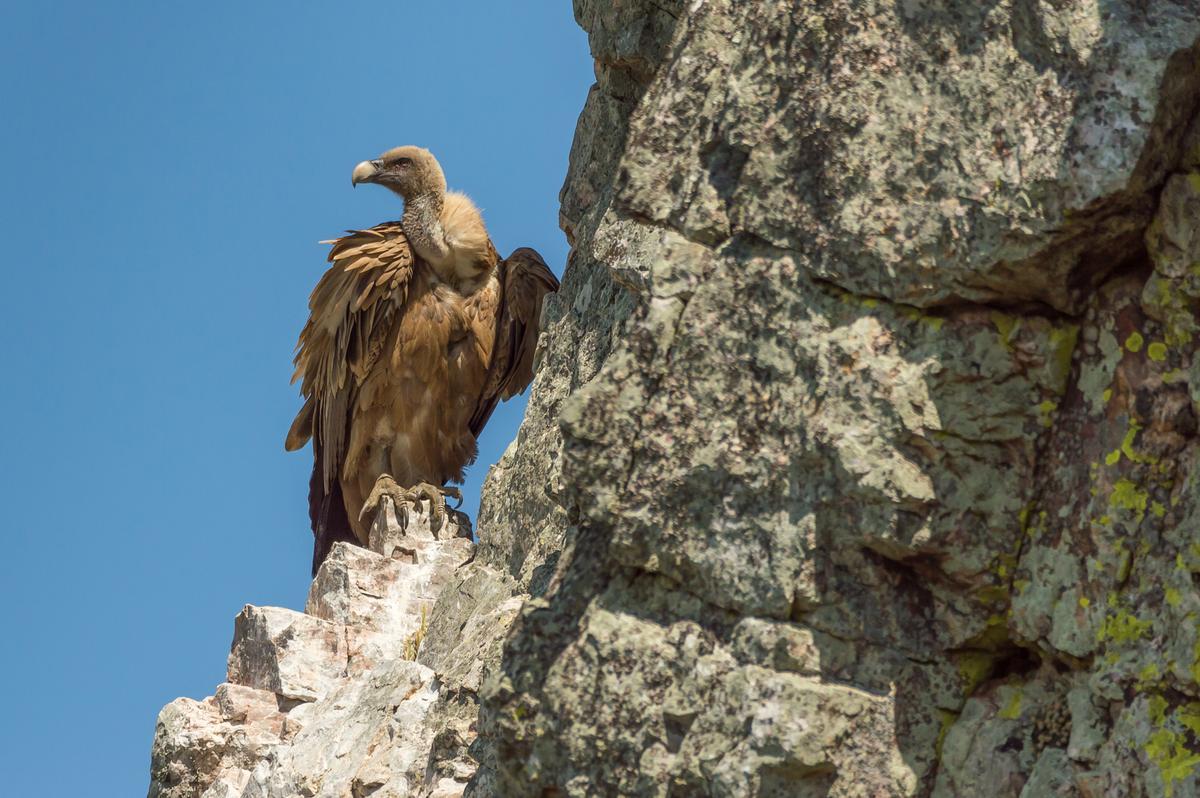 Un buitre en el Parque Natural de Monfragüe