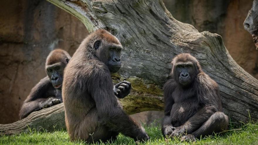 Virunga junto a otros gorilas en Bioparc Valencia