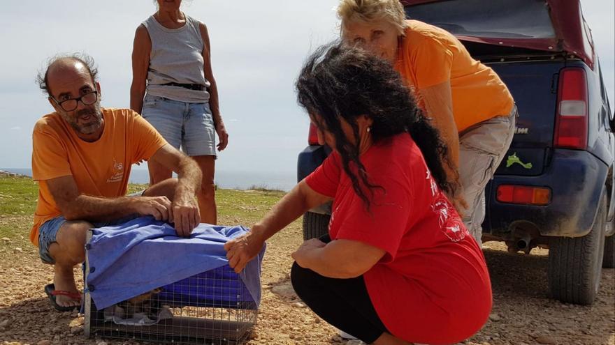 Voluntarios de Acción Francisco capturan un gato para esterilizarlo.