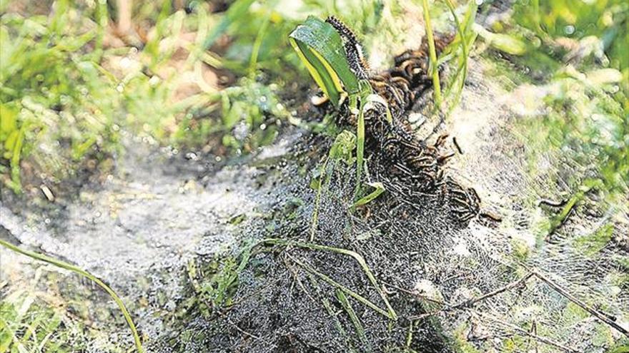 Alertan de la aparición de los primeros nidos de oruga peluda en viñedos