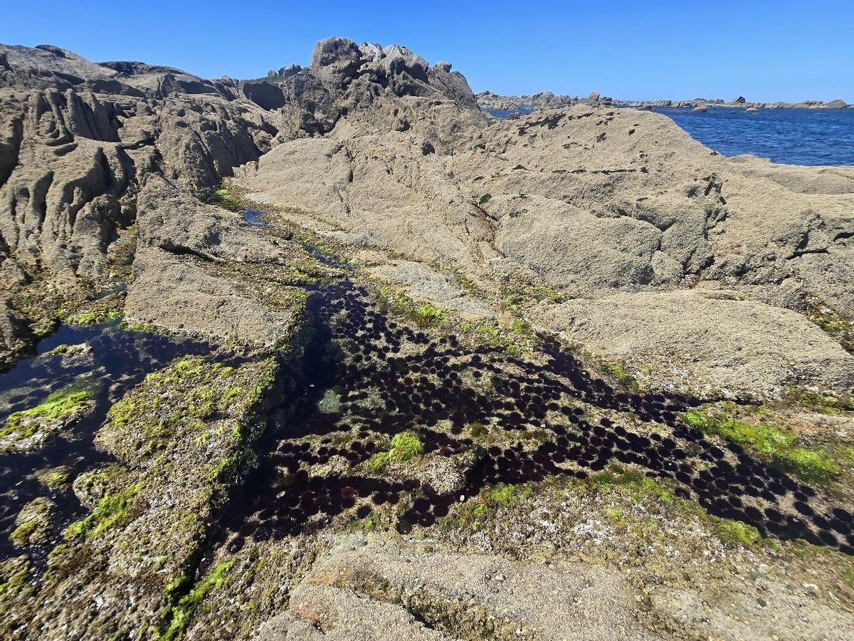La costa rocosa de San Vicente, repleta de erizos.
