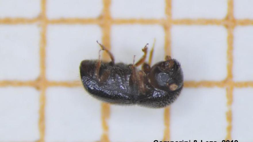 Una imagen del escarabajo invasor detectado en Mallorca