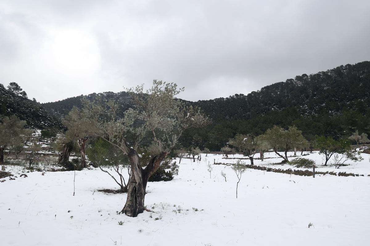 La nieve llega a la sierra de Tramuntana en Mallorca