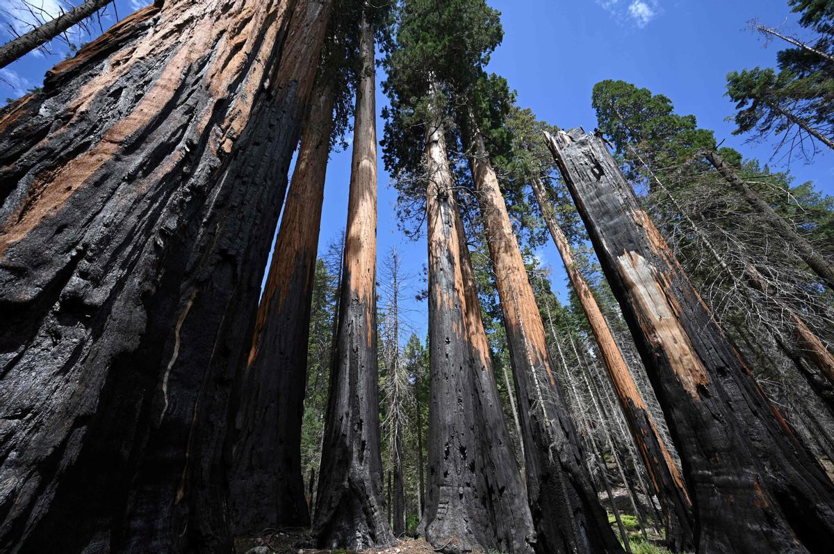 Las secuoyas gigantes de California, en riesgo por los incendios