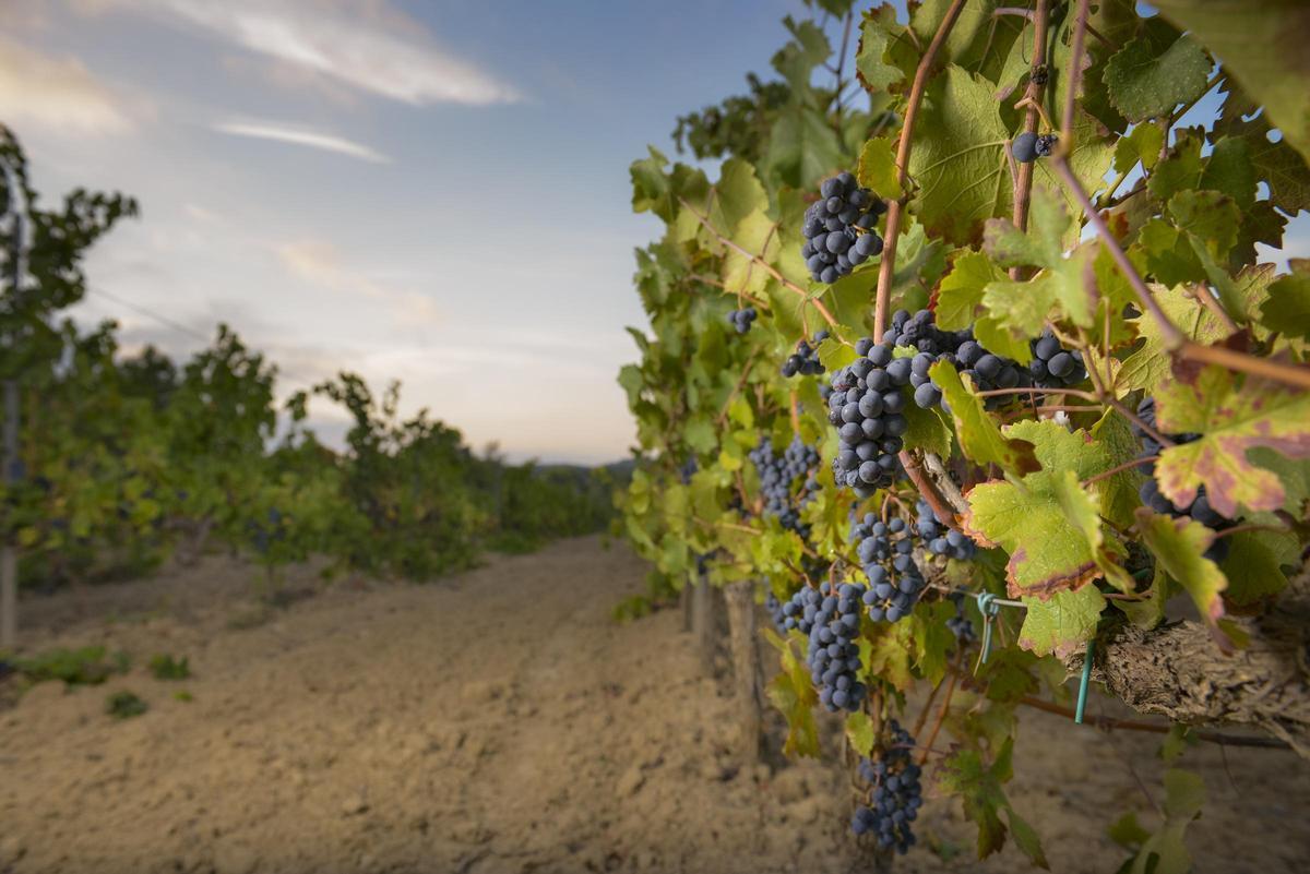 Uvas Pinot Noir, de la vendimia de Juvé &amp; Camps de 2024.