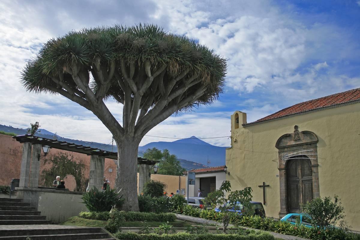 Drago de la Mocana, en La Orotava.
