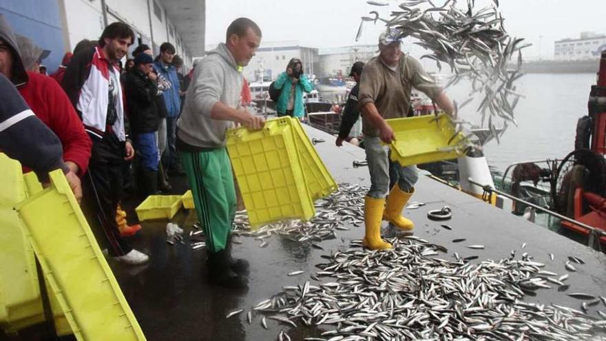 Varios marineros de cerco tiran cajas de anchoa en la protesta realizada ayer en el puerto de Vigo.