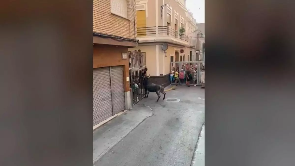 "El ayuntamiento pone todos los medios, pero los jóvenes no entienden el riesgo de los 'bous'"