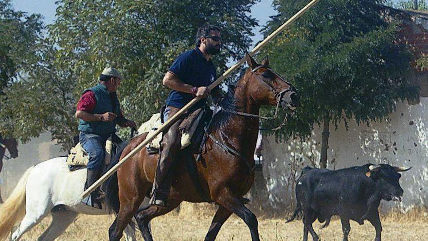 Caballistas junto a un toro en un encierro en Villalpando.