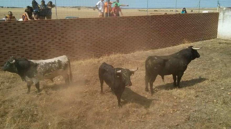 Desenjaule de las reses bravas en el corral de la Cañada.