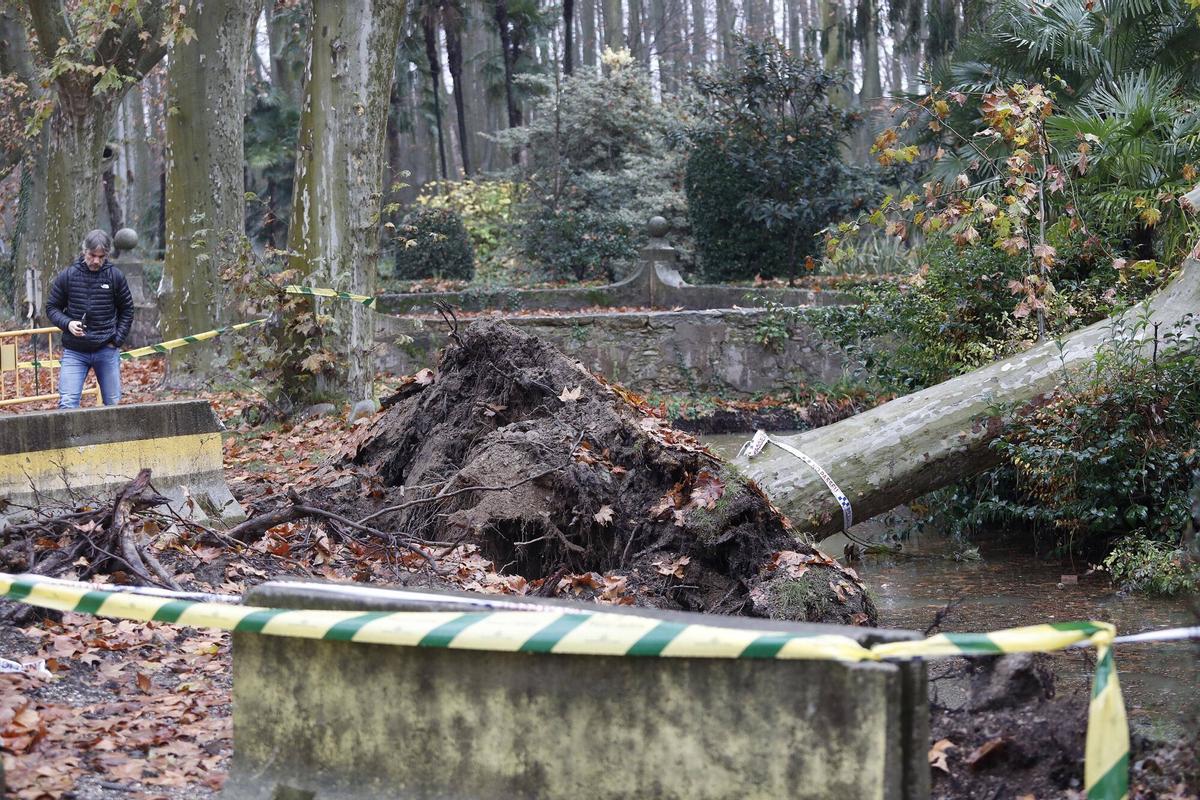 Girona. Devesa. Cau un arbre al cosat del que va caure al mes de novembre a La Rosaleda.