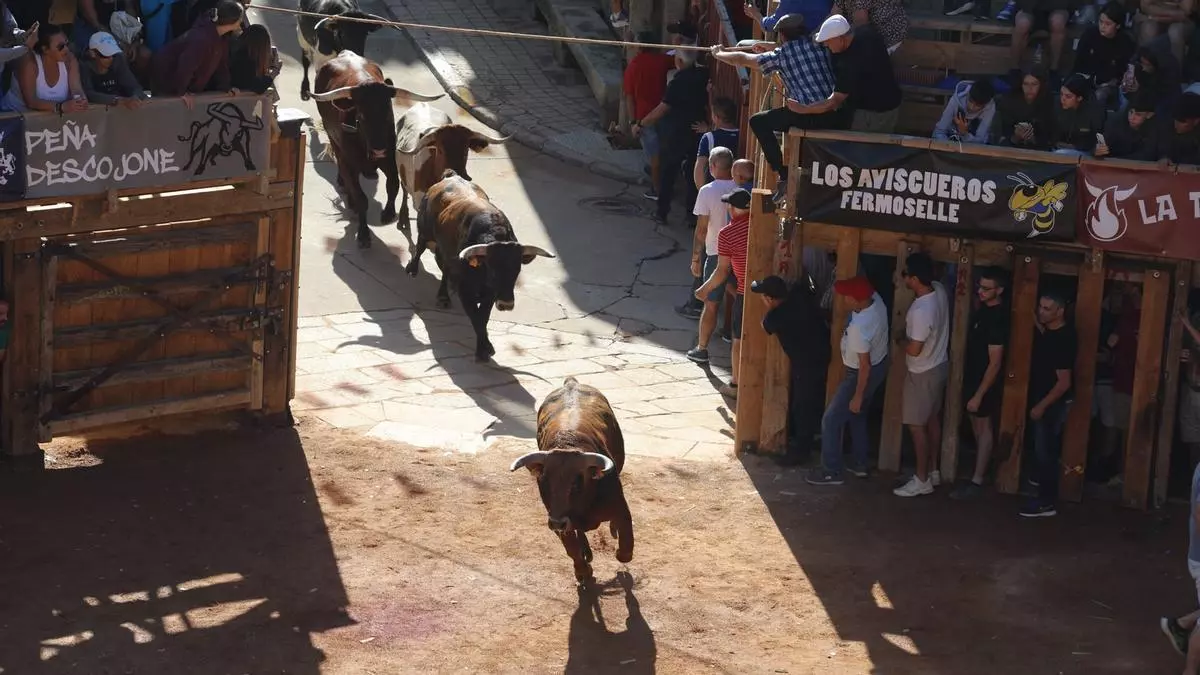 Emoción en el encierro de Fermoselle: Bravas embestidas y el toro que se coló en la bodega