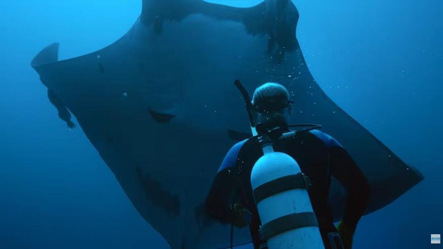 Cinco historias del océano llegan a Ibiza de la mano del International Ocean Film Tour