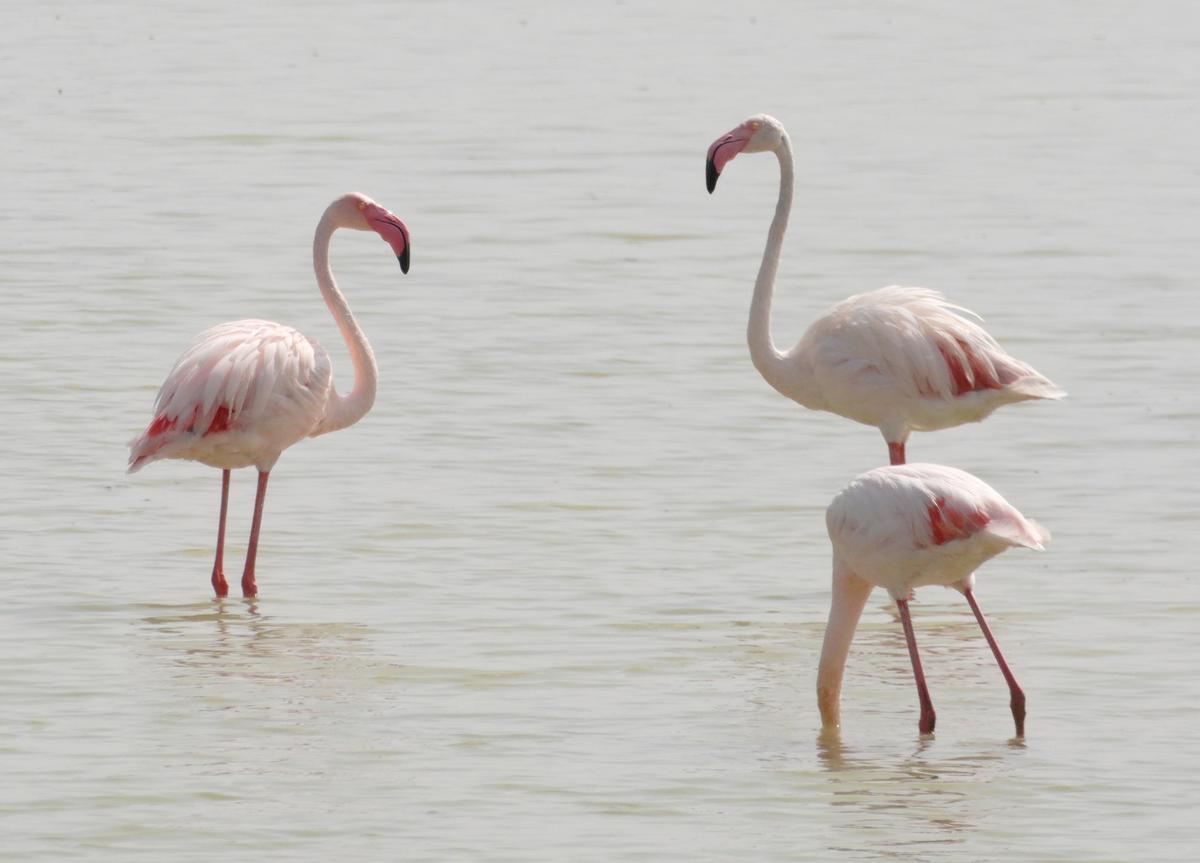 ¿Por qué es rosa la laguna de Torrevieja?