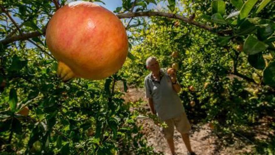 Detalle de una granada, cultivo con el que se experimenta para ahorrar agua.