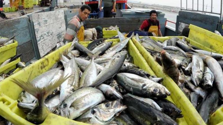 Descarga de pescado en un puerto gallego. / iñaki abella